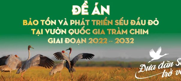 Đề án bảo tồn sếu